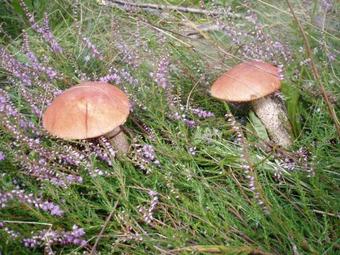 Hostal Pryvitannya Sontsyu