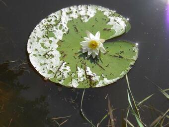 Hotel Fledermausschloss