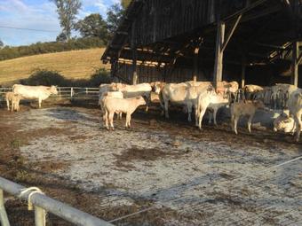 Production Fermi�re de La Blaye
