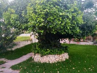 Theocharis Paradise