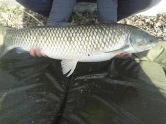 Bed & Breakfast Country House Ivan?an