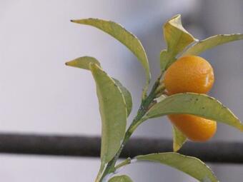 Darna Bagalil Couples Only