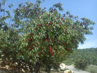 Sanabl Bed & Breakfast