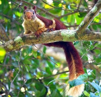 Hotel Wild Woods Resort