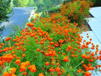 Hostie Sharanam - Mountain Villa