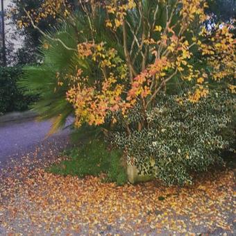 Hostal Pensione La Gardenia