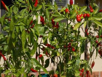 Hotel Villa Dei Butteri