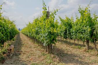 Agroturismo Agriturismo Elisina