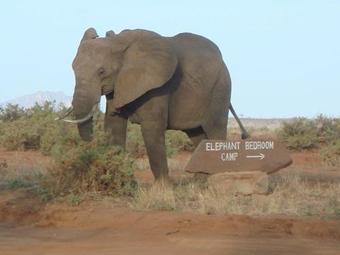 Lodge Elephant Bedroom Camp - Samburu