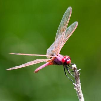 Agroturismo Casas Do Rio Sado - Sado River Country Retreat
