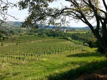 Apartment In Borgo Tossignano 21149