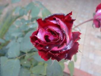 Hotel Cristo Rei 611