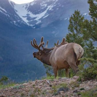 Mountain View Motor Inn