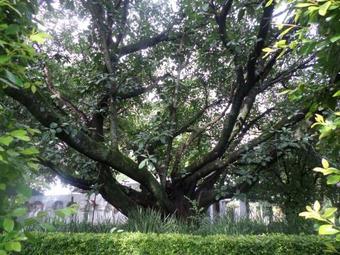 Hostal Rose & Ivy Guesthouse