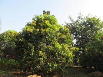 Hostal Vidya Konkan Agro Tourism