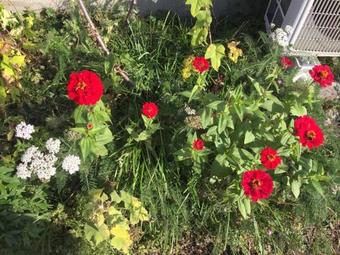 Hostal Cozy Penguin House