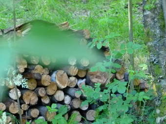 Lodge Caba�as Las Nativas