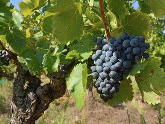 Villa Chic Vacation Home In Roquemaure France With Swimming Pool