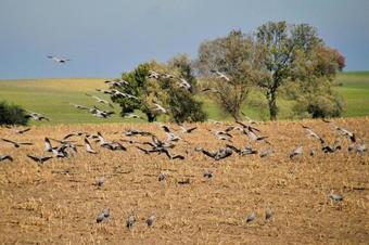 Apartment In Oberuckersee 31419