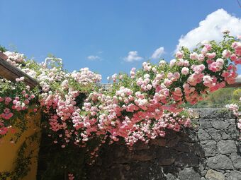 Agroturismo Viola Nel Parco