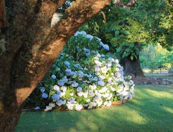 Buffalo Motel And Country Retreat Pty Ltd