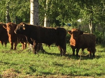 Hostal Storn�sets Pensionat Och Vandrarhem