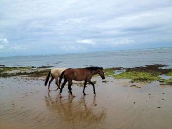 Hotel Alma Tropical Resort