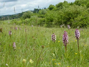 Apartamentos Ferienwohnung Orchidee