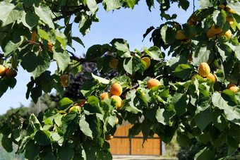 Apartamento La Vecchia Fornace