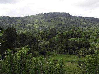 Hotel Yoho Sinharaja Birders Lodge