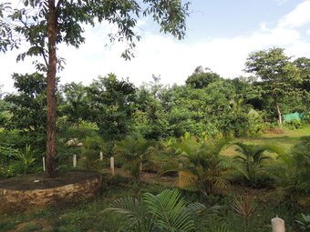 Hotel Jungle Nest Homestay