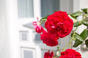 Apartamento Ferienwohnungen Zum Goldenen Anker