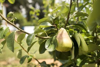 Hotel Av� Rosa Guesthouse