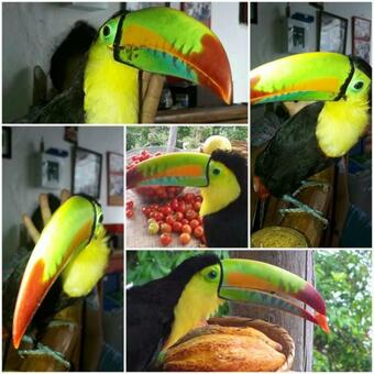 La Candelaria Coffee Farm B&B