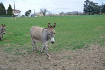 Gite Du Pont Du Bartac