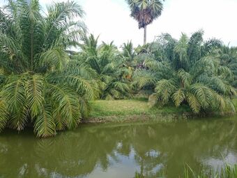 Hotel Coconut Valley Bed & Breakfast