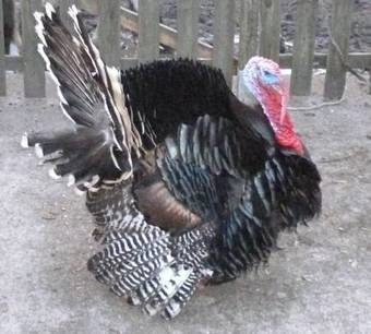 Hostal Le Moulin Du Bas Pes�