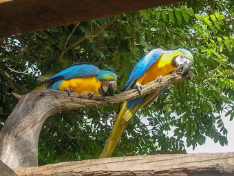 Hotel Fazenda Araras