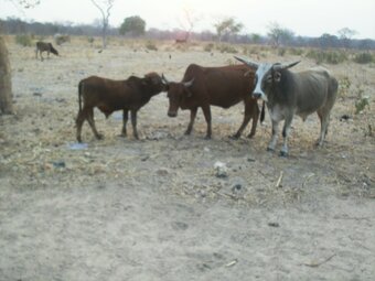 Lochinvar Safari Lodge