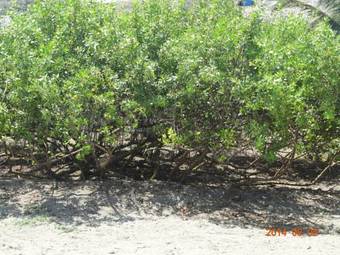 Lodge Hosteria Tsafiki