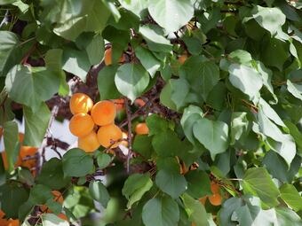 Cozy Apartment In Niedernsill Near Skiing Area