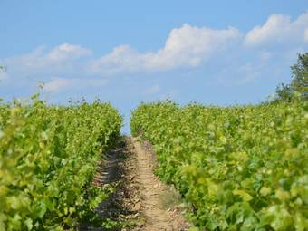 Beautiful Villa With Swimming Pool In Cazouls-les-beziers