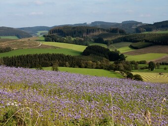 Luxury Apartment In Menkhausen Sauerland Near Ski Area