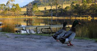 Gumleaves Bush Holidays
