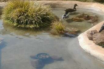 Hotel Royal De Swan Guesthouse