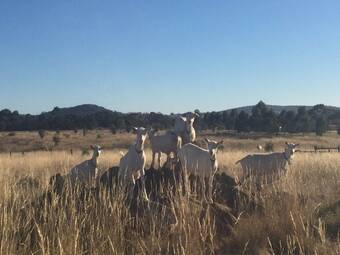 Cabana Altitude Tiny House Experience