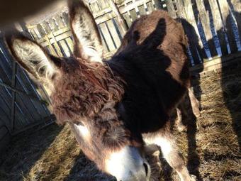 Agroturismo Pensiunea Valea Badilii