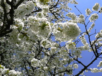Hotel De Wijn-auberge