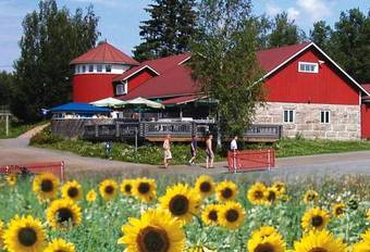Hostal Ollinm�ki Vineyard