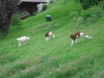 Apartment Seeblick Mit Hotelanbindung